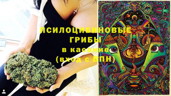 шишки Медвежьегорск